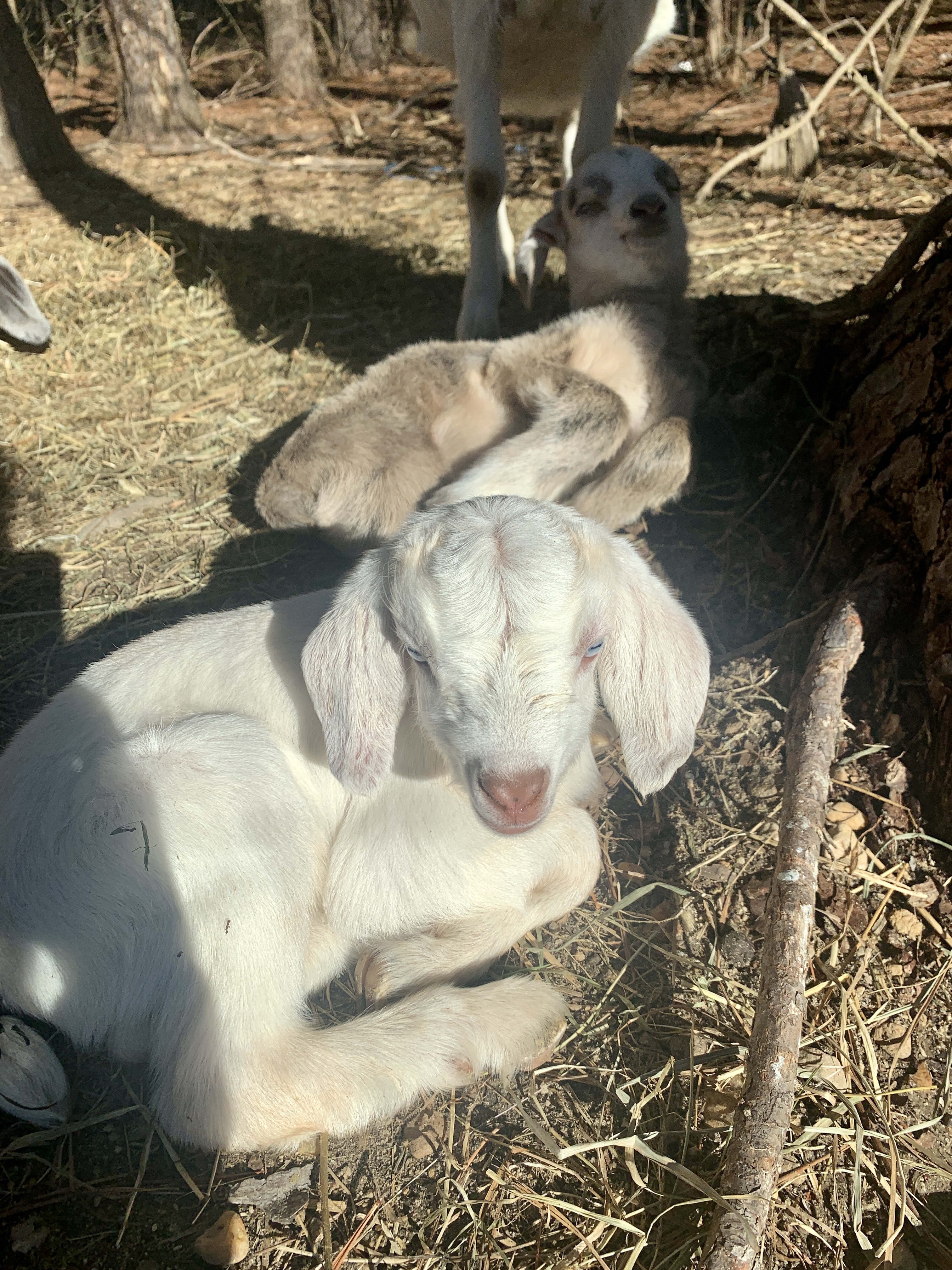 Baby Goats